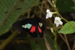 Parides