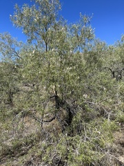Chilopsis linearis arcuata