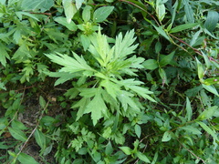 Artemisia indica