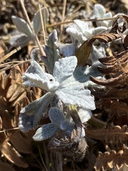 Eriophyllum lanatum