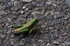 Parapodisma setouchiensis