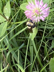 Bombus fervidus