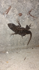 Sceloporus spinosus