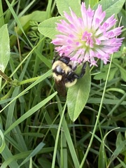 Bombus fervidus