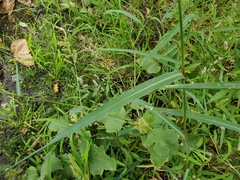 Echinochloa colona