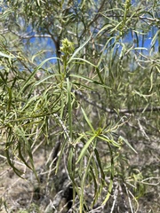 Chilopsis linearis arcuata