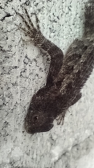 Sceloporus spinosus