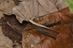 Maculiparia