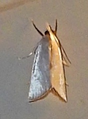 Urola nivalis
