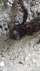 Sceloporus spinosus