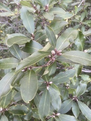 Pittosporum