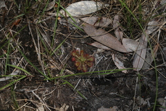 Drosera spatulata