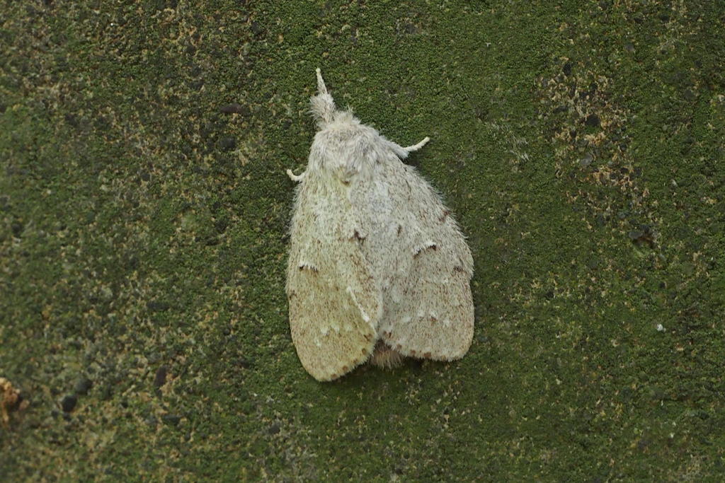 Cnethodonta