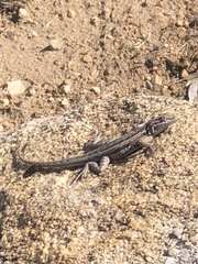 Uta stansburiana elegans