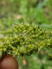 Echinochloa colona