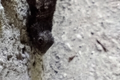 Sceloporus spinosus