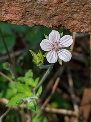Geranium thunbergii
