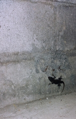Sceloporus spinosus