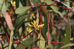 Eucalyptus bancroftii