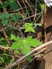 Geranium thunbergii