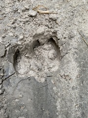 Cervus canadensis canadensis