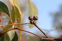 Eucalyptus bancroftii