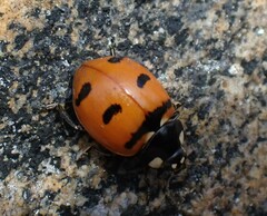 Coccinella transversoguttata