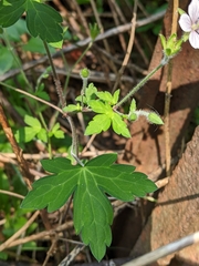 Geranium thunbergii
