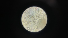 Gautieria parksiana