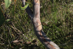 Eucalyptus bancroftii