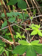 Geranium thunbergii
