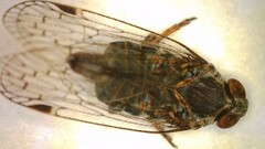 Melanoliarus aridus