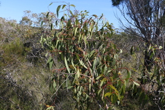 Eucalyptus bancroftii