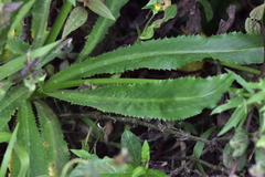 Eryngium foetidum
