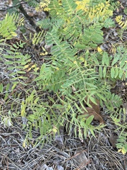 Tephrosia virginiana
