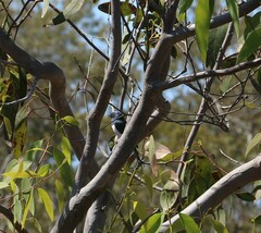 Myiagra rubecula