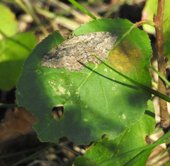 Rheumaptera meadii