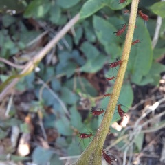 Uroleucon nigrotuberculatum