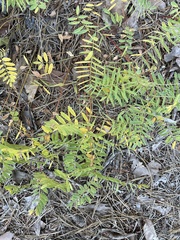 Tephrosia virginiana
