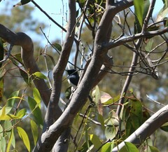 Myiagra rubecula