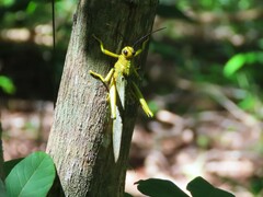 Tropidacris cristata
