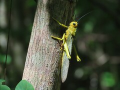 Tropidacris cristata