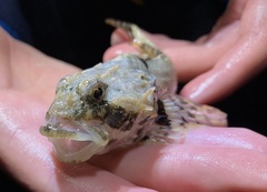 Myoxocephalus scorpius