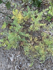Tephrosia virginiana