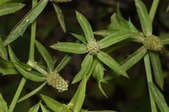 Eryngium foetidum