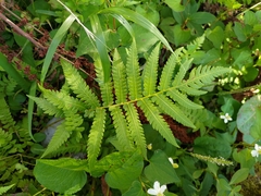 Pentarhizidium orientale