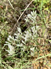 Eupatorium leucolepis