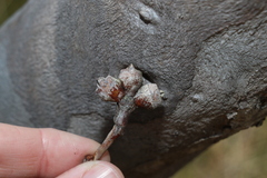 Eucalyptus bancroftii