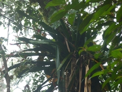 Aechmea tentaculifera