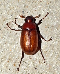 Phyllophaga
